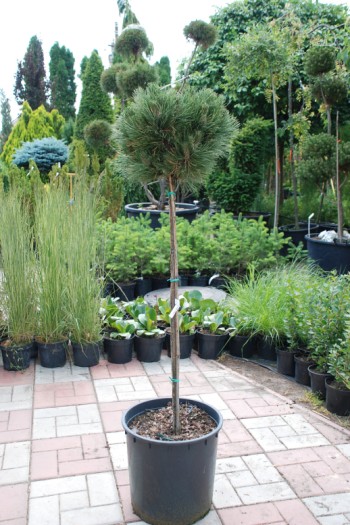 Сосна чорна Петра (штамб) | Pinus nigra Petra (shtamb) | Сосна чорная Петра (штамб)